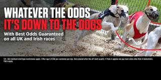 Greyhounds Best Odds