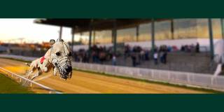 Greyhounds Money Back if 2nd to the SP Fave
